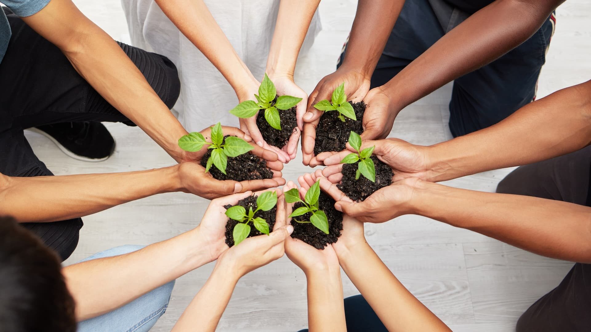 Helping new life to grow. Shot of a diverse group of people holding seedlings to be planted.