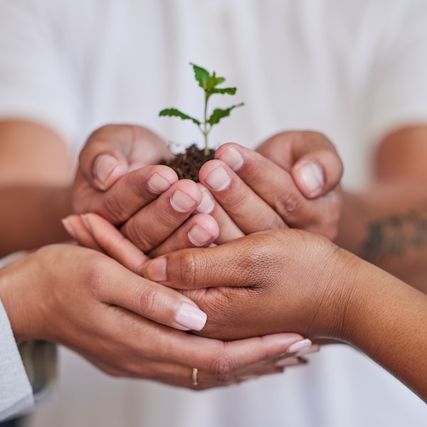 Nature, Plant And Hands Of Business People Support New Tree Life, Green Leaf Grow Or Agriculture Pr